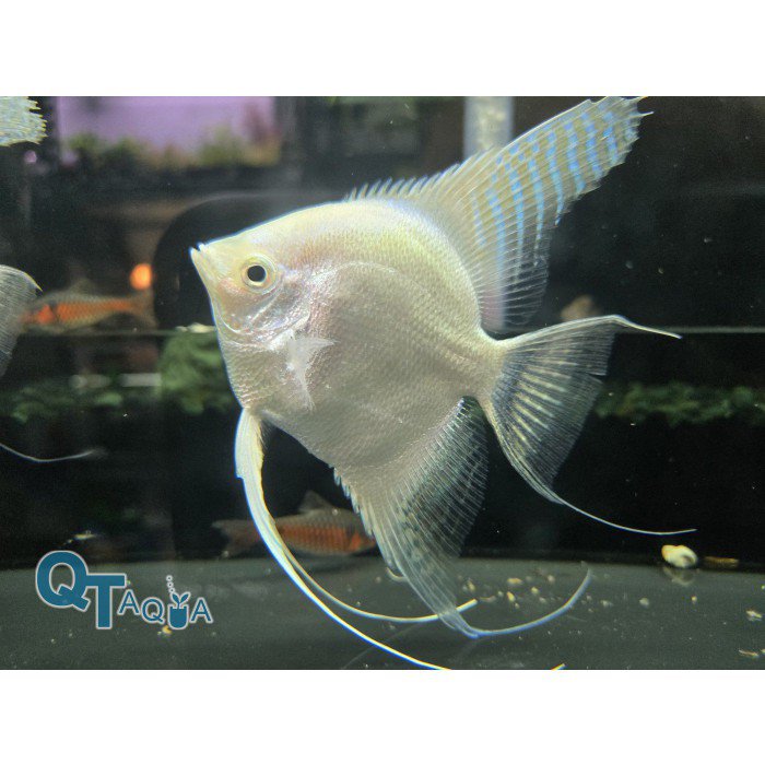 WHITE ANGEL フィッシュ　5'10 8030290__88116.1752210152.386.